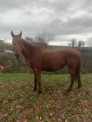 Broodmare Thoroughbred For sale 2011 Chesnut