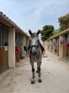 Castrone Altre Razze di Pony In vendita 2014 Grigio ,  TORNADO DE L'ETAPE