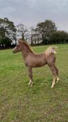 Puledro Altre Razze di Pony In vendita 2023 Sauro