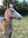 Veulen (ml) Andere pony rassen Te koop 2023 Vos