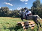Pensions chevaux paddock - Élevage du boulonnais (34)