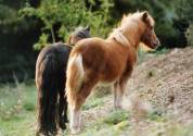 Entire Shetland Pony For sale 2023 Liver chestnut