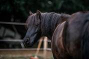 Entire Shetland Pony For sale 2023 Liver chestnut