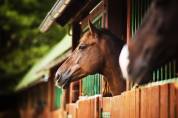 Equestrian property  Alpes-Maritimes