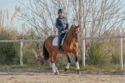 Gelding PRE Pure Spanish Bred For sale 2018 Bay