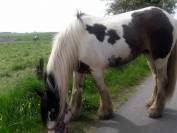 Mare Other Horse Breed For sale 2010 Coloured