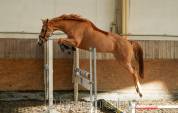 Mare BWP Belgian Warmblood For sale 2019 Chesnut