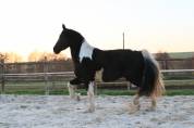 Entire Friesian For sale 2020 Other color