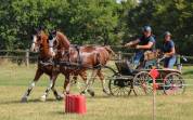 Castrone KWPN Cavallo da Sport Neerlandese In vendita 2014 Sauro