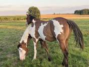 Caballo entero Paint Horse En venta 2022 Overo por Alaska kimy’s valey