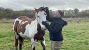 Poulain Paint horse 