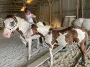 Intero Paint Horse In vendita 2022 Overo ,  Alaska kimy’s valey