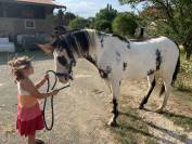Intero Paint Horse In vendita 2022 Overo ,  Alaska kimy’s valey