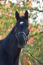 Merrie Belgisch sportpaard Te koop 2014 Zwart ,  DON FREDERIC