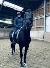 Cavalla sBs Cavallo da Sport Belgio In vendita 2014 Nero ,  DON FREDERIC