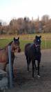 Merrie Belgisch sportpaard Te koop 2014 Zwart ,  DON FREDERIC