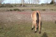 Puledra Quarter Horse In vendita 2023 Roano