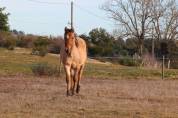 Potranca Quarter Horse En venta 2023 Roano