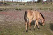 Potranca Quarter Horse En venta 2023 Roano