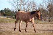 Puledra Quarter Horse In vendita 2023 Roano
