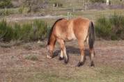 Veulen (vr) Quarter Horse Te koop 2023 Wildkleur