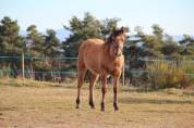 Potranca Quarter Horse En venta 2023 Dun