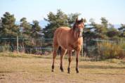 Potranca Quarter Horse En venta 2023 Dun