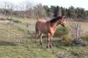 Puledra Quarter Horse In vendita 2023 Dun