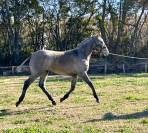 Filly Camargue For sale 2023 Grey