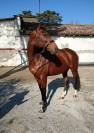 Merrie Tsjechisch sportpaard Te koop 2012 Donker bruin / bai ,  Conway