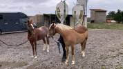Castrone PFS Pony Francese da Sella In vendita 2020 Crine lavato ,  uhelem de seille