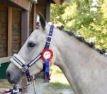 Mare French Saddle Pony For sale 2020 Buckskin