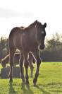 Veulen (ml) Quarter Horse Te koop 2023 Donker bruin / bai