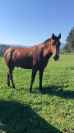 Castrone Cavallo da Sella In vendita 2018 Baio