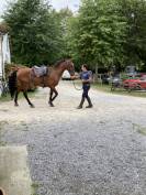 Castrone Cavallo da Sella In vendita 2018 Baio
