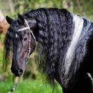 Allard BP21 - Andere paarden rassen 2011