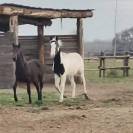 Allard BP21 - Andere paarden rassen 2011
