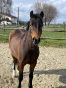 Gelding French Saddle Pony For sale 2021 Bay