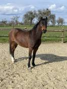 Gelding French Saddle Pony For sale 2021 Bay