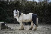 Gelding Gypsy Cob For sale 2015 Coloured