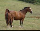 Fattrice PFS Pony Francese da Sella In vendita 2013 Baio ,  cap de b'neville