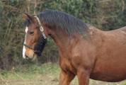 Fattrice PFS Pony Francese da Sella In vendita 2013 Baio ,  cap de b'neville