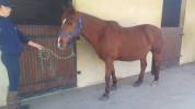 Tim, petit cheval ou grand poney D de 17 ans polyvalent