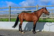 Castrone BWP Cavallo da Sangue Belgio In vendita 2020 Baio ,  VIGO D'ARSOUILLE