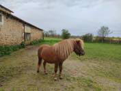 Entire Shetland Pony For sale 2022 Chesnut