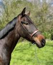 Gelding Other Horse Breed For sale 2020 Dark Bay