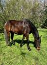 Gelding Other Horse Breed For sale 2020 Dark Bay