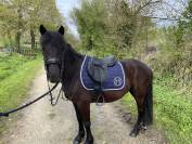 Magnifique poney noir taille C 135cm 