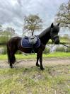 Magnifique poney noir taille C 135cm 