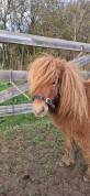 Gelding Shetland Pony For sale 2017 Chesnut